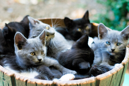 Корзинка котят