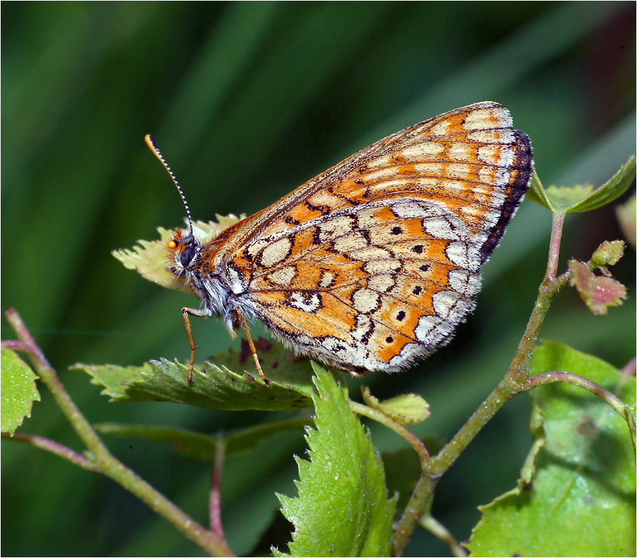 Euphydryas aurinia