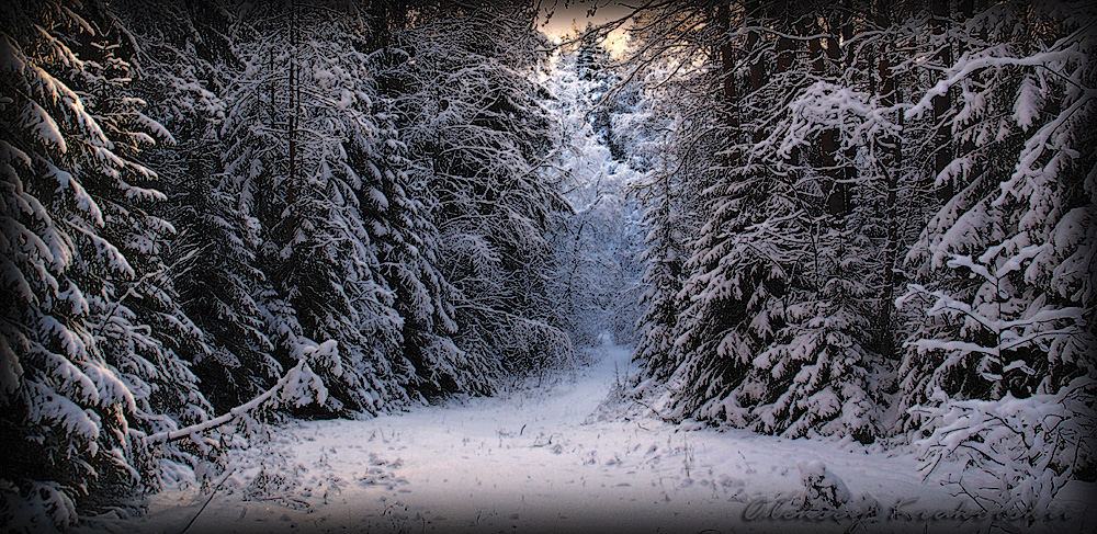 Тропа туда, где леший бродит...