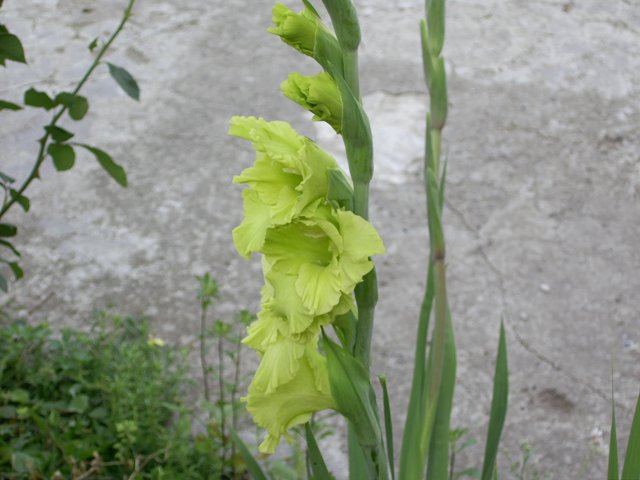 gladiolus