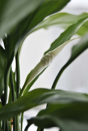 Спатифиллум, или &amp;quot;Женское Счастье&amp;quot;