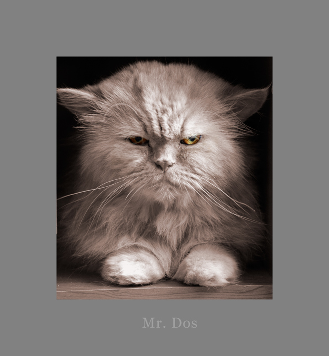 Mr. Dos