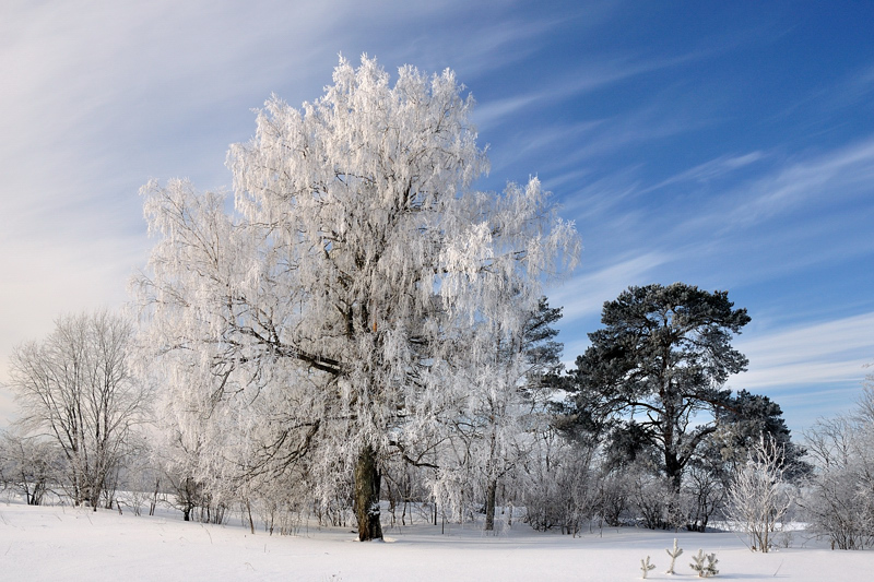 winterscape