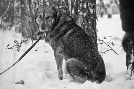 Волчье одиночество