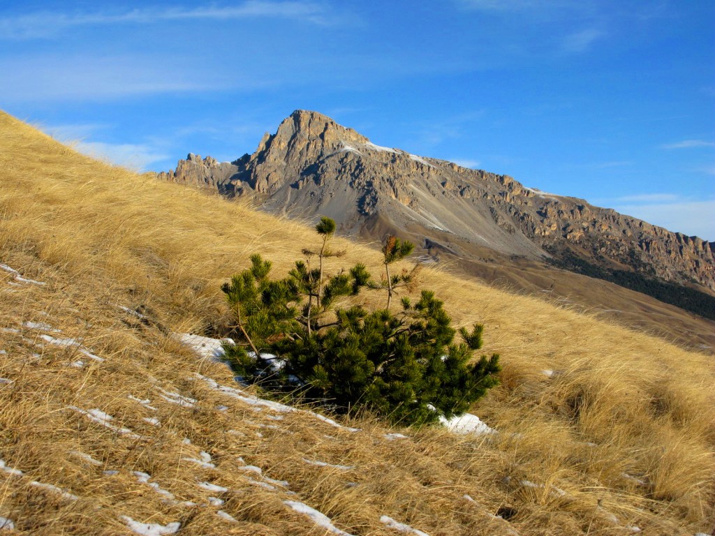 Кустик