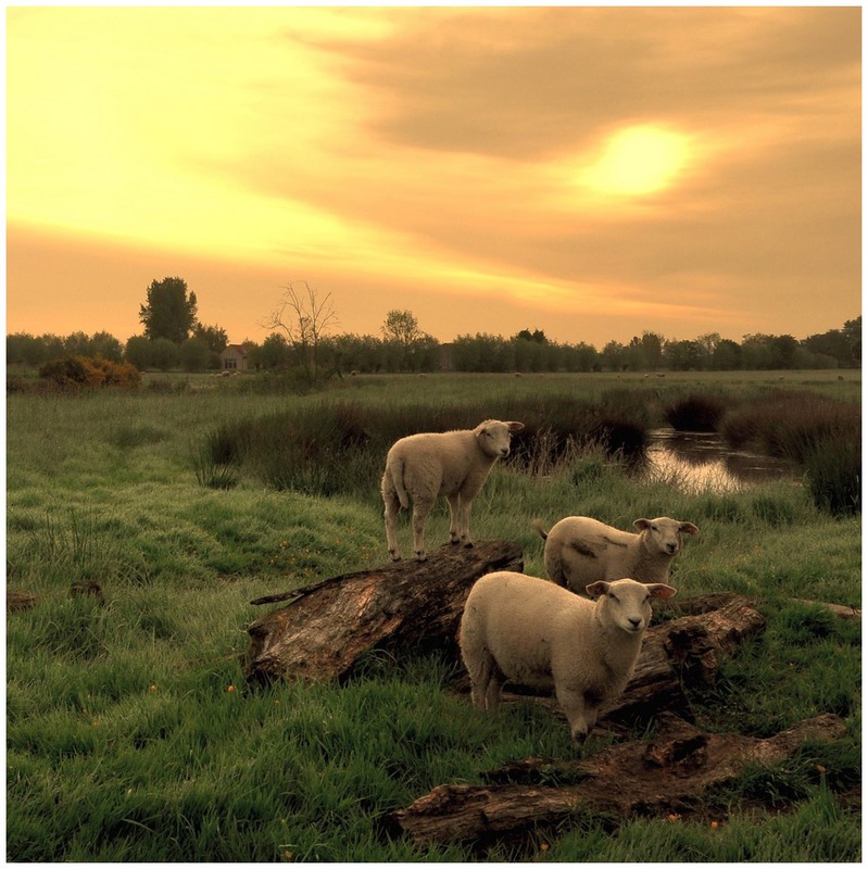 Sheep in the morninglight.