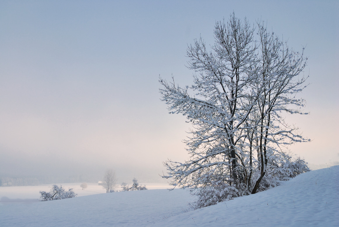 Schwarzwald