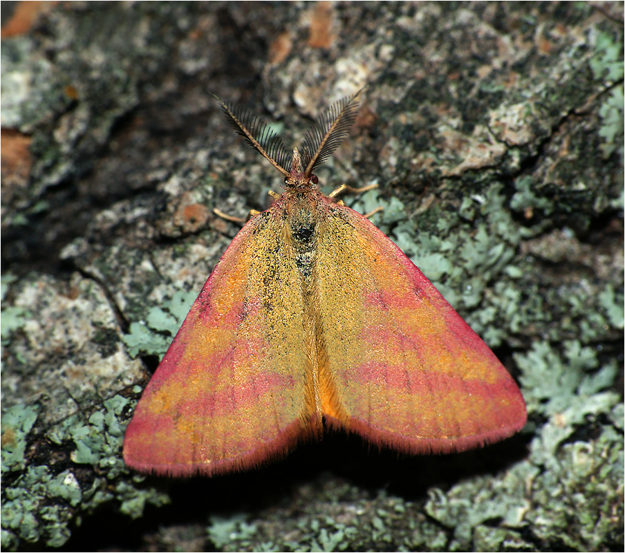 Lythria purpuraria - Пяденица пурпурная