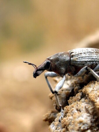 Алтын - Емель