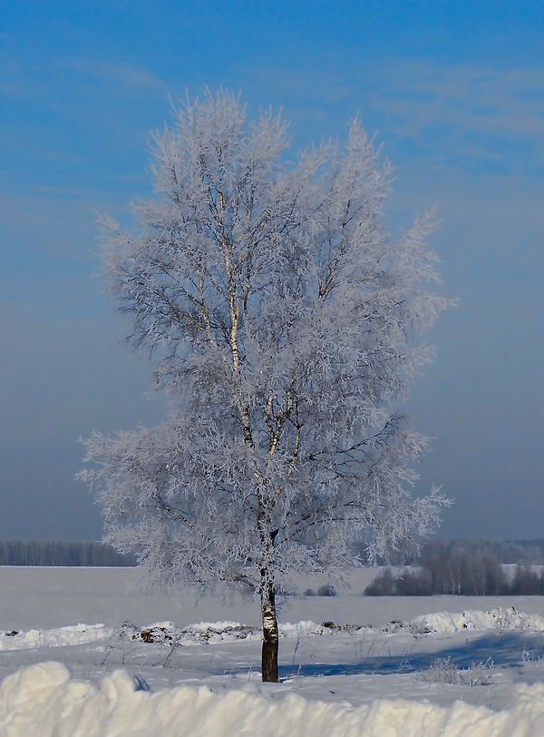 БЕРЕЗА