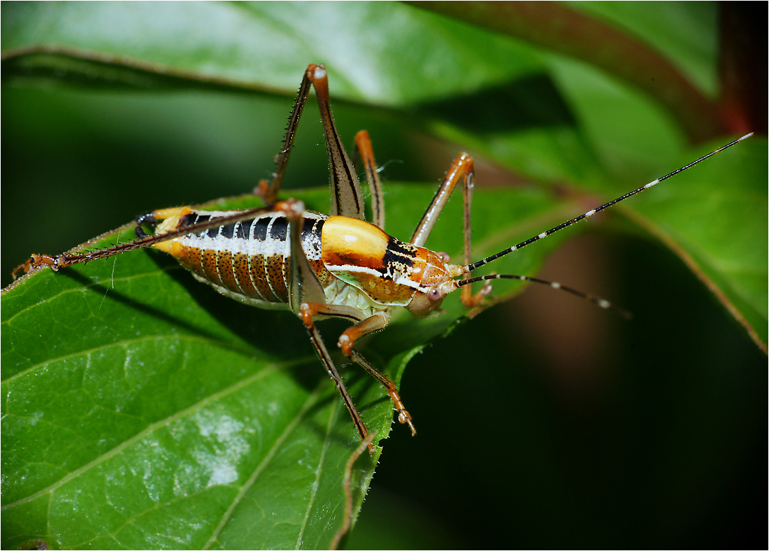 Tettigonidae