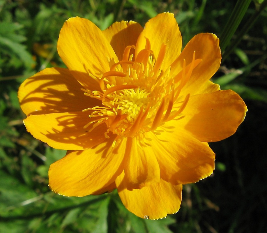 Trollius asiaticus Купальница азиатская