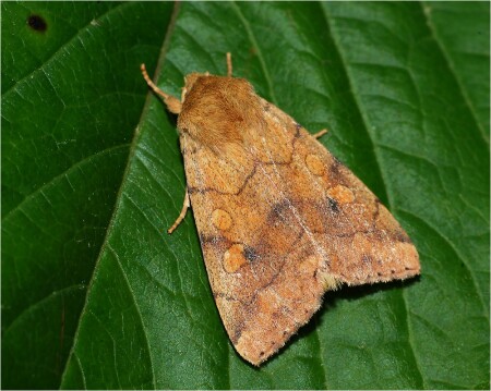Enargia paleacea - Бледная лиственная совка