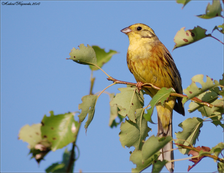 Овсянка (Emberiza citrinella), самец