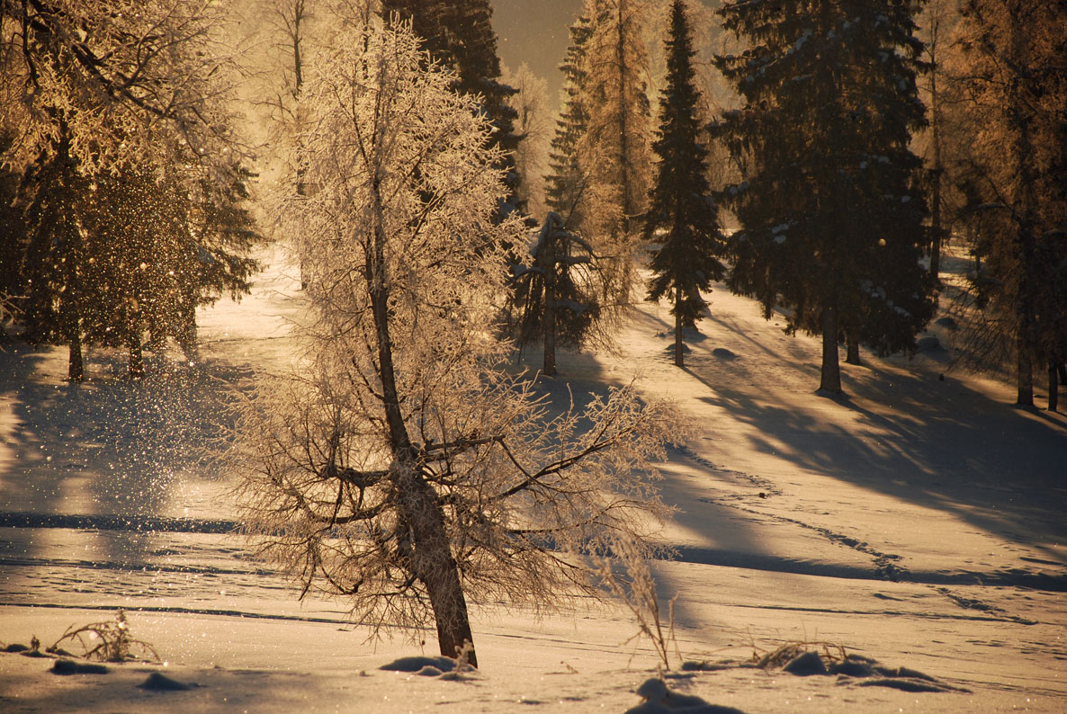 Снежком укутывать