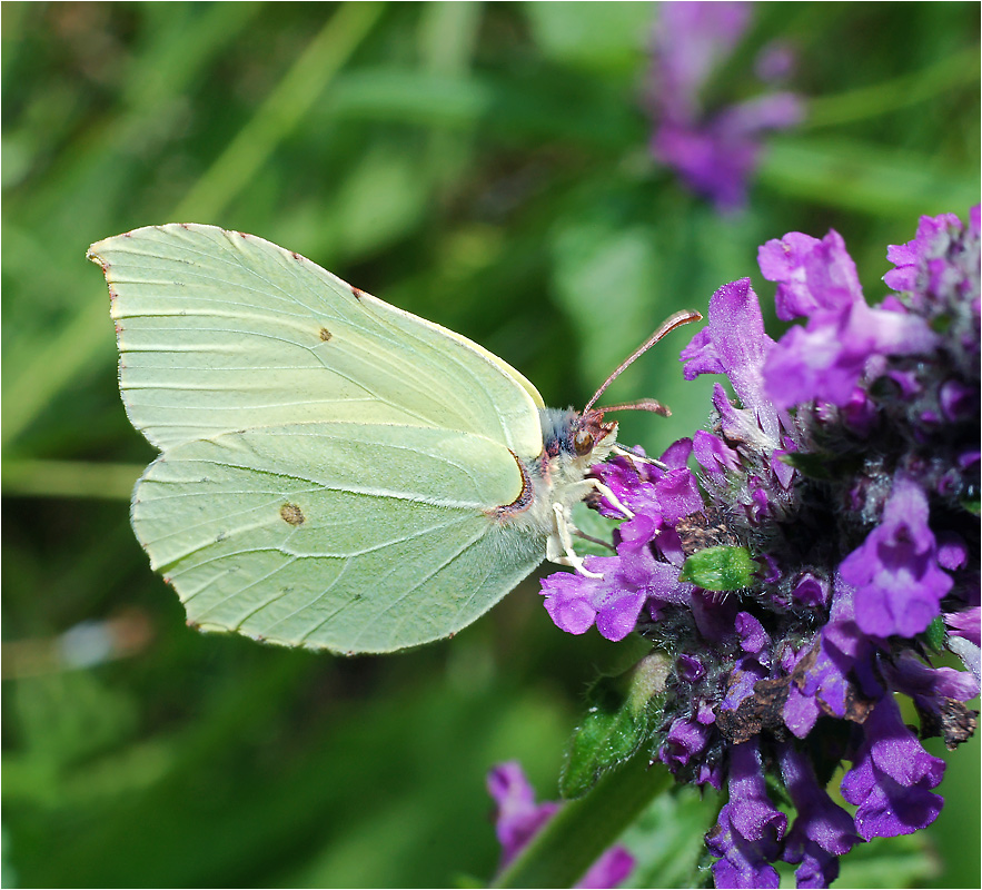 Gonepteryx rhamni - Лимонница