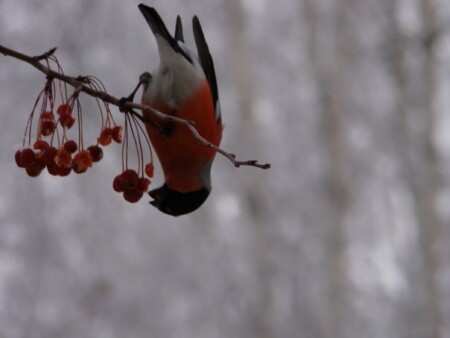 очень кушать хочется