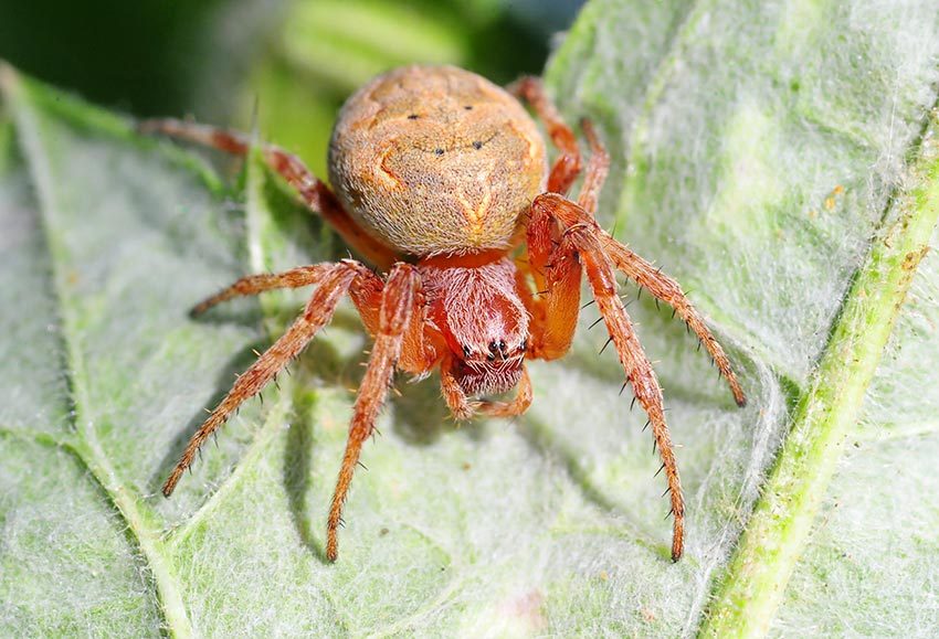 Крестовик Araneus marmoreus