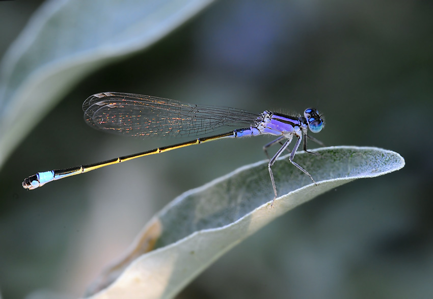 Стрелка изящная - Ichnura elegans