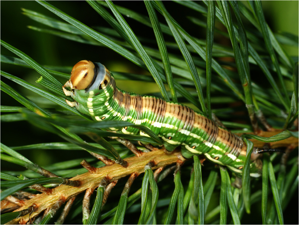 Бражник сосновый - Hyloicus pinastri