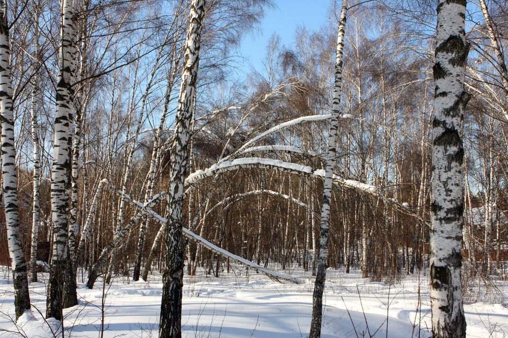 Березы.