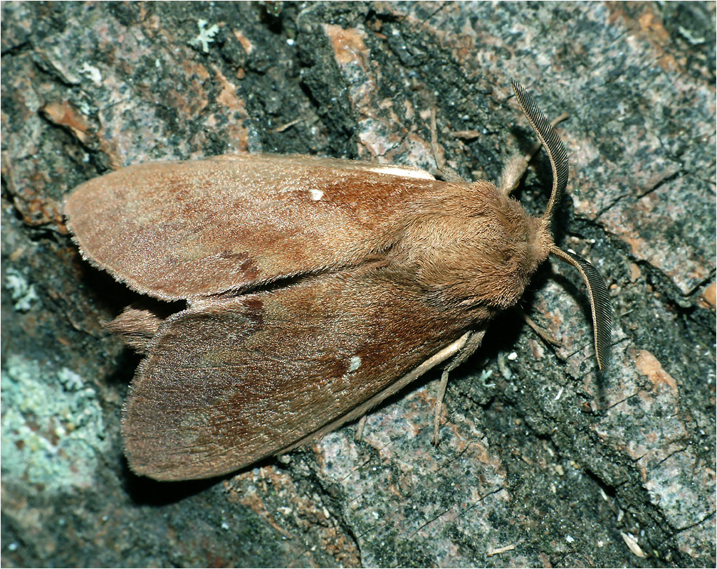 Dendrolimus pini - Коконопряд сосновый