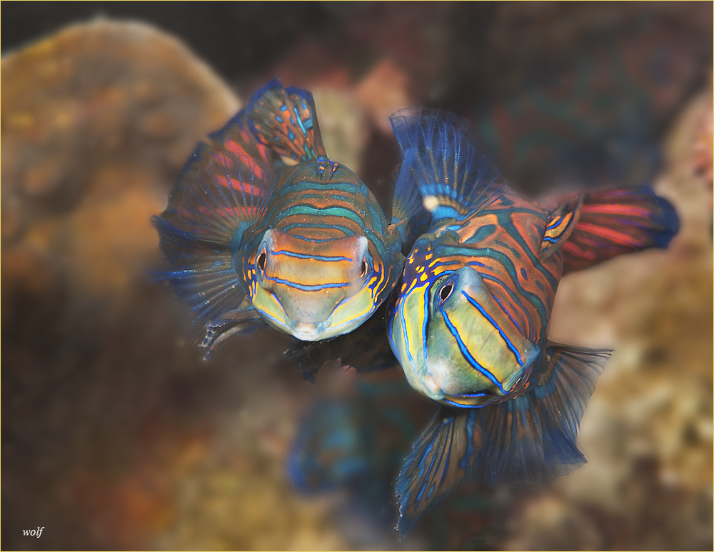 mandarinfish