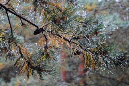 Капли дождя