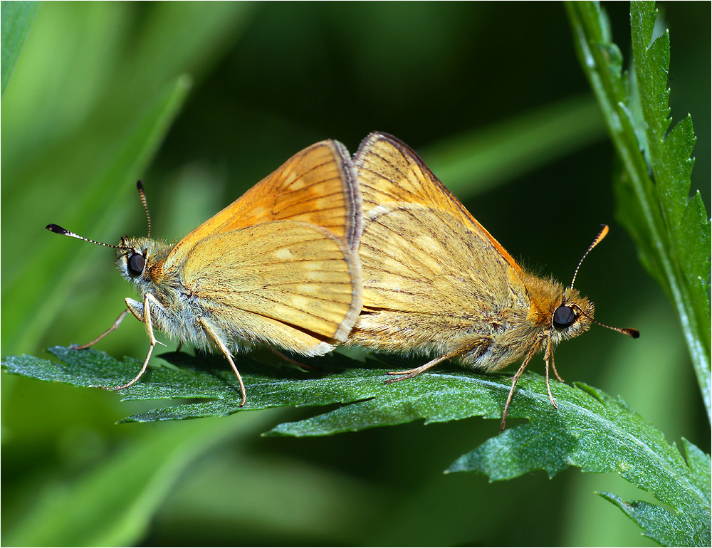 Ochlodes sylvanus - Толстоголовка лесная