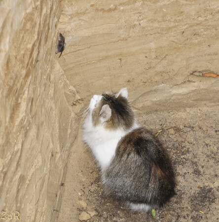 Театр одного актера