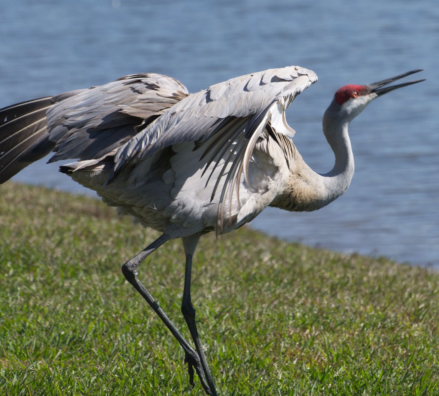 Sandhill crane