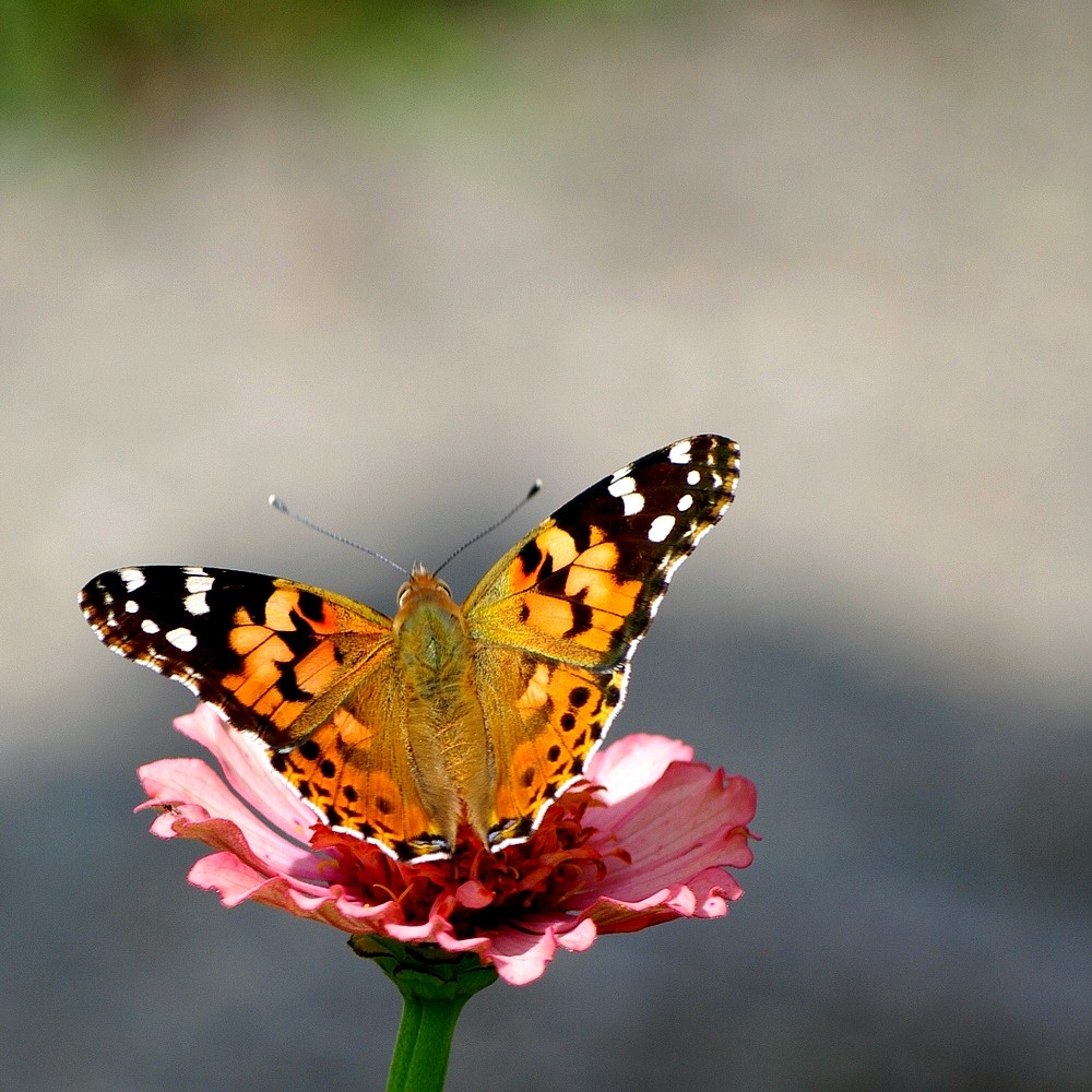 Vanessa cardui