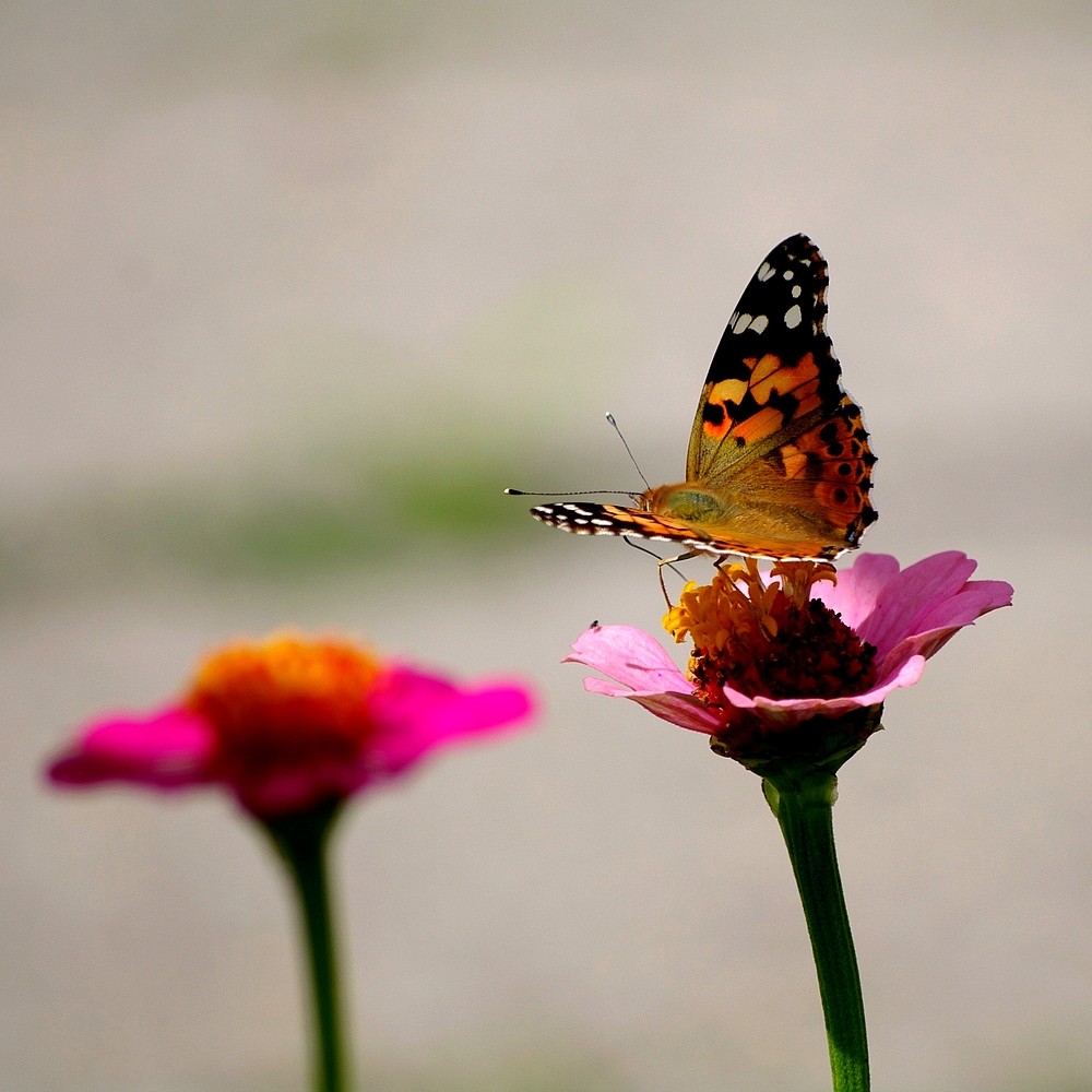 Vanessa cardui