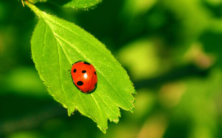 Божья коровка