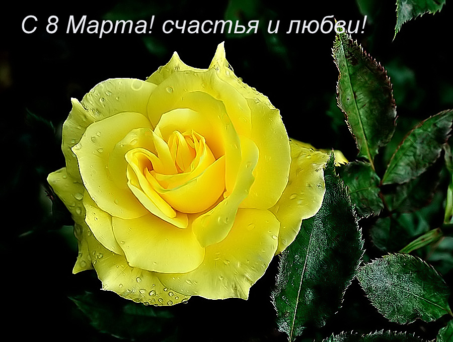 С 8 Марта!