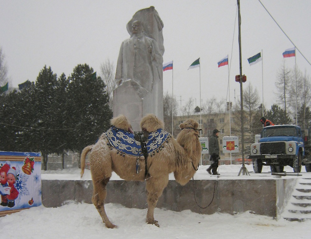 Верблюд и Ленин на 62-й параллели - в Сыктывкаре