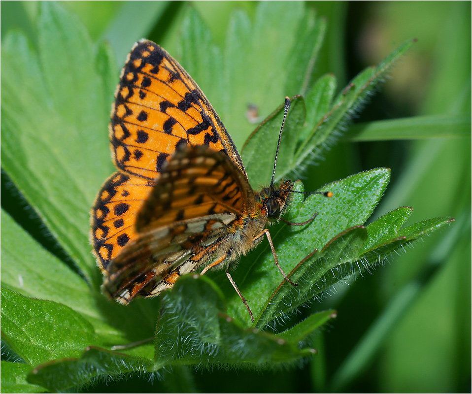 Boloria selene