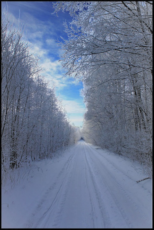 Дорога леса