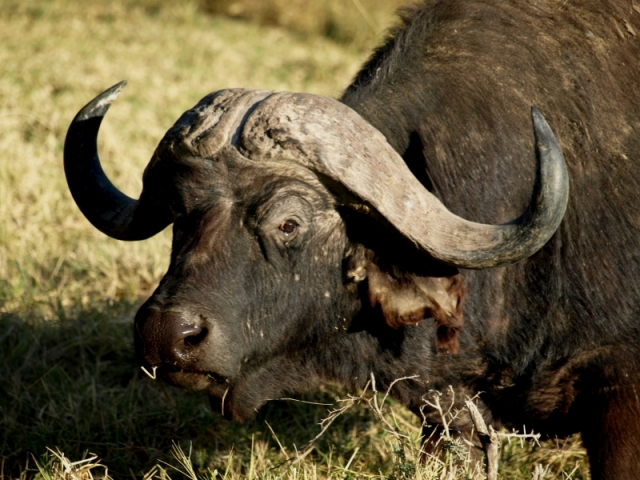 National park of Nakuru, Kenya