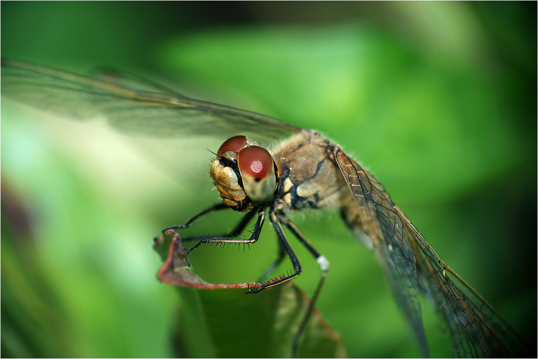 Sympetrum flaveolum - Стрекоза желтая