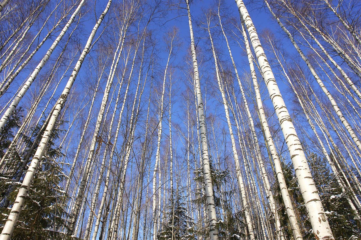 Стройняжки