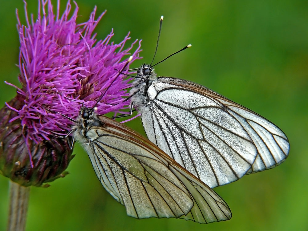 Боярышницы Aporia crataegi