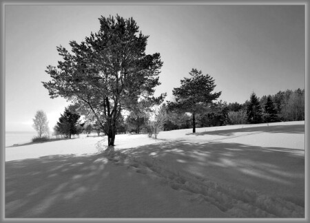 Весны полёт