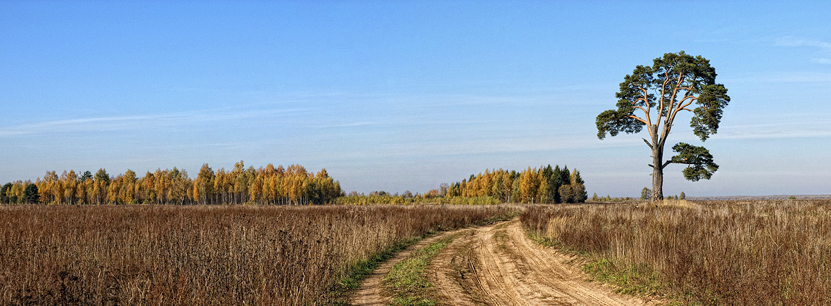 Сосна