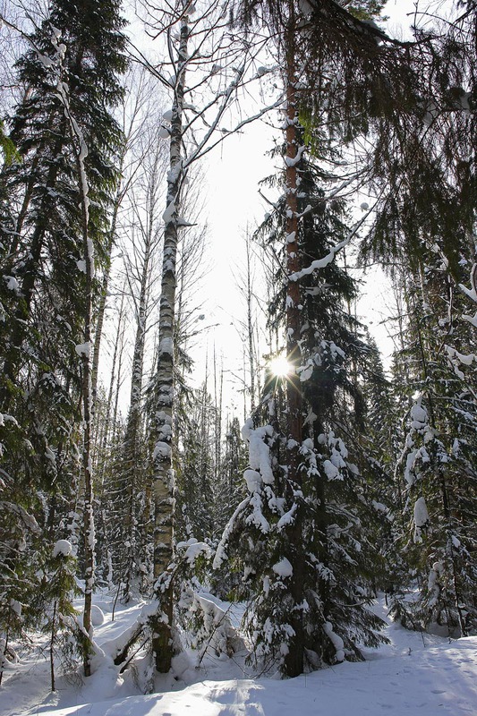 Хорошо в лесу