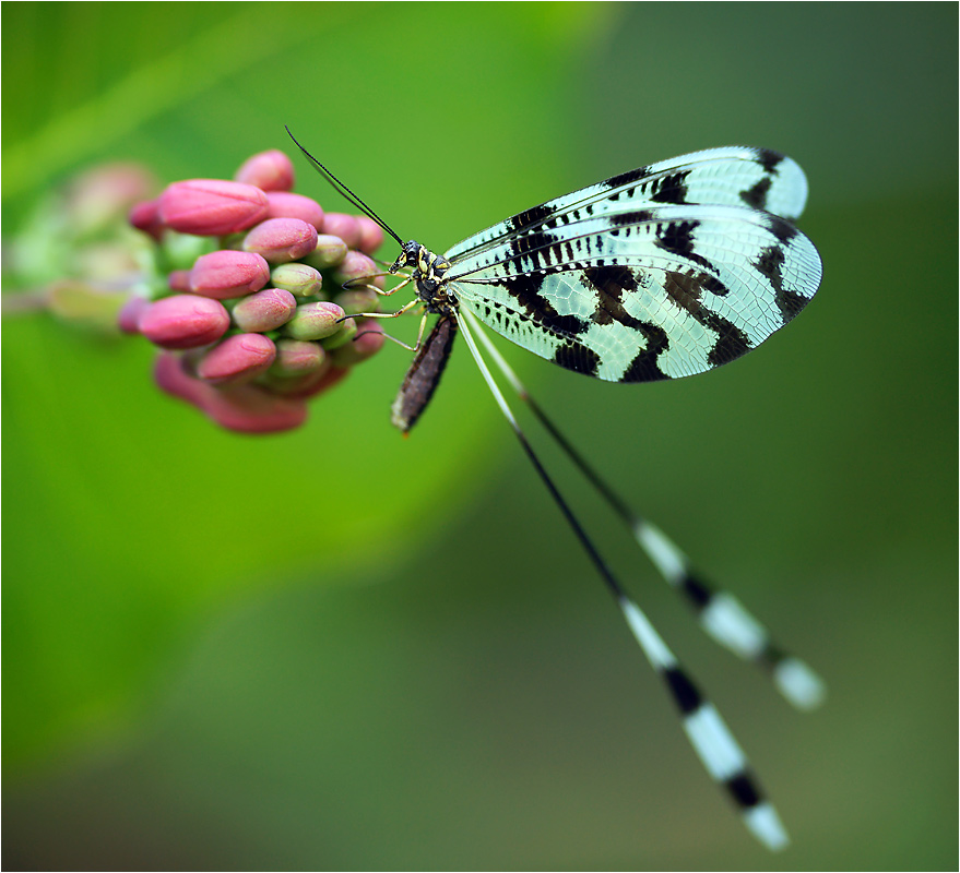 Nemoptera sinuata - Нитекрылка закавказская