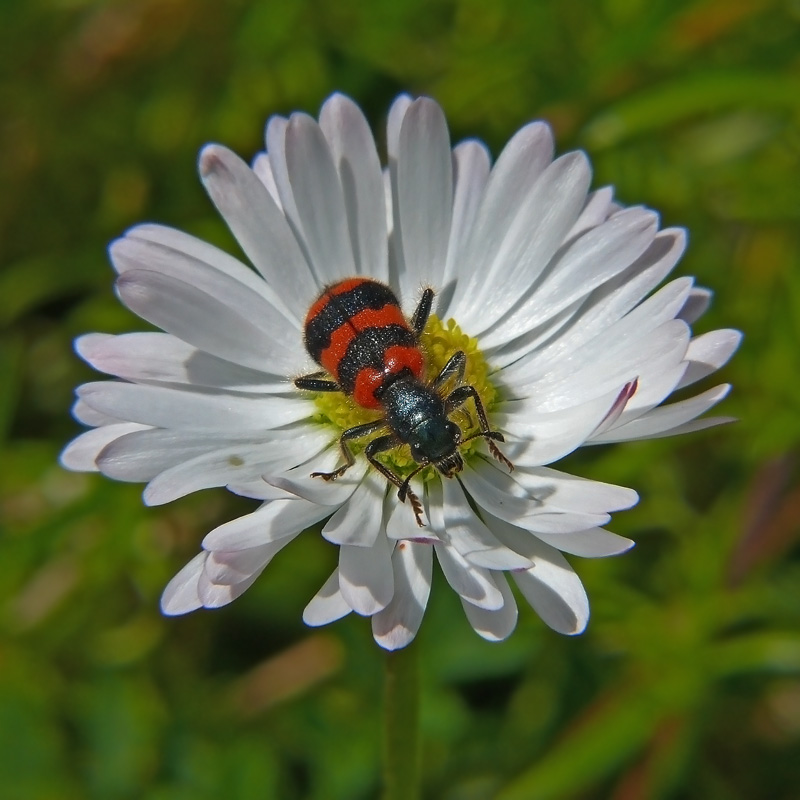 Пчеложук пчелиный Trichodes apiarius