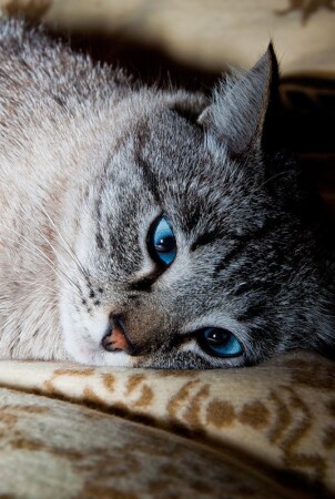 кошка на отдыхе