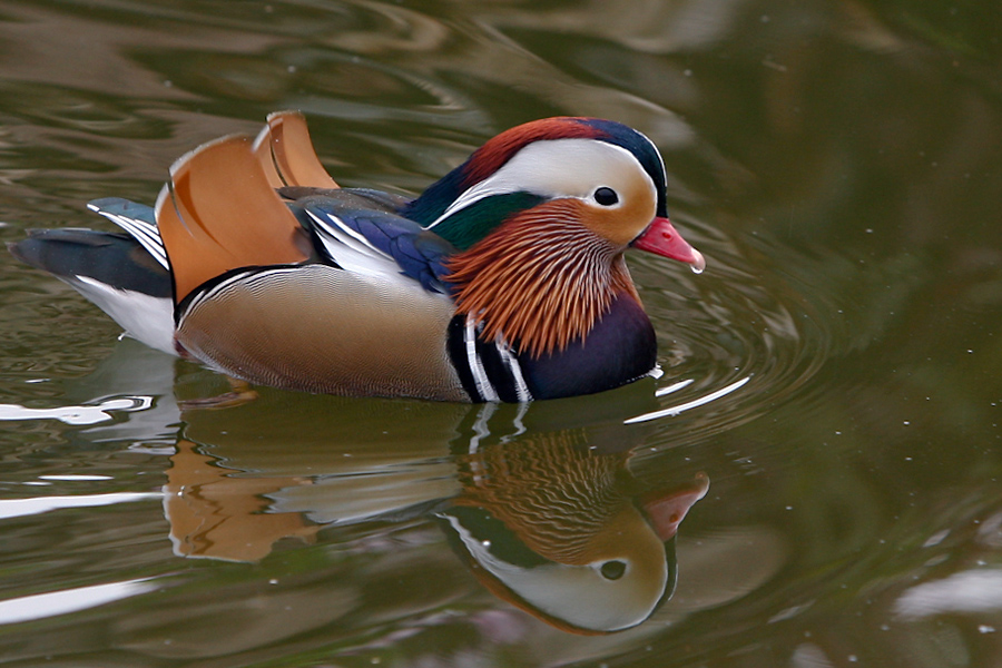 mandarin duck