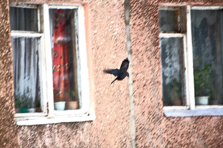 Windows and Bird